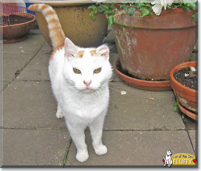 Fluffy the Domestic Shorthair, the Cat of the Day