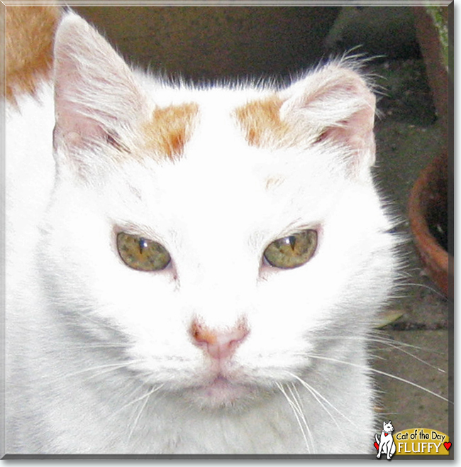 Fluffy the Domestic Shorthair, the Cat of the Day