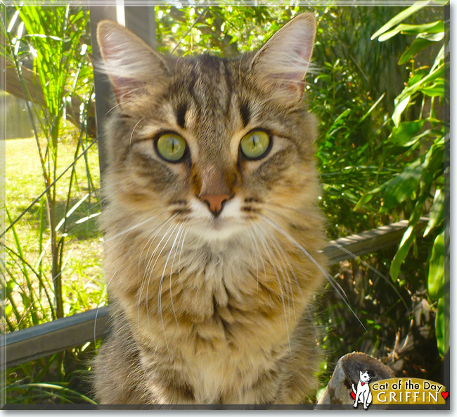 Griffin the Domestic Medium hair, the Cat of the Day