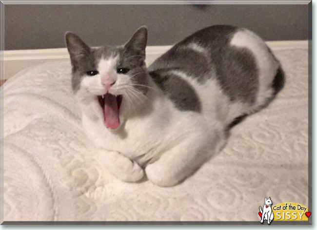 Sissy the Bicolor Shorthair, the Cat of the Day