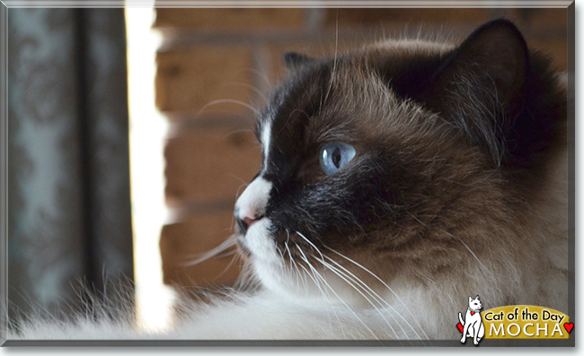 Mocha the Ragdoll, the Cat of the Day