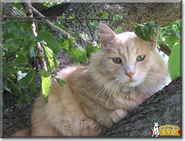 Syd the American Mediumhair, the Cat of the Day