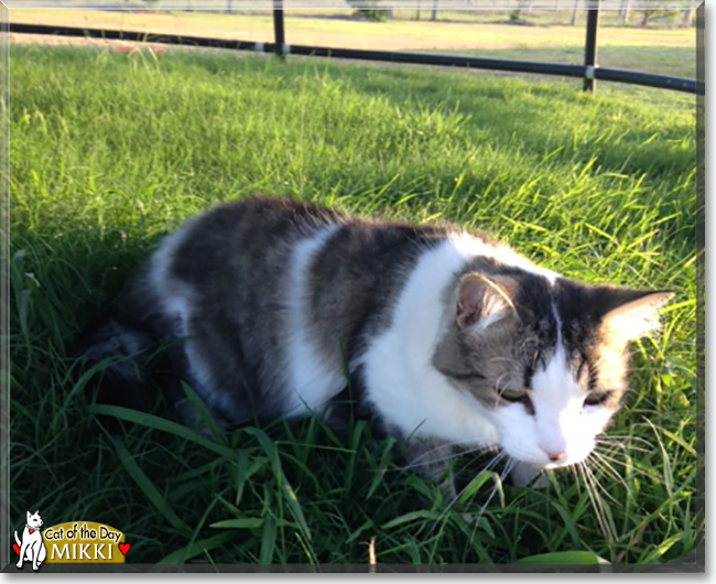 Mikki the Domestic Longhair, the Cat of the Day