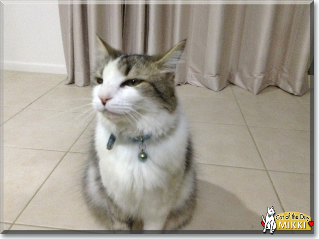 Mikki the Domestic Longhair, the Cat of the Day