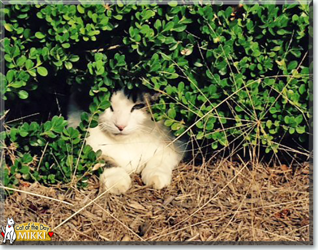 Mikki the Domestic Longhair, the Cat of the Day