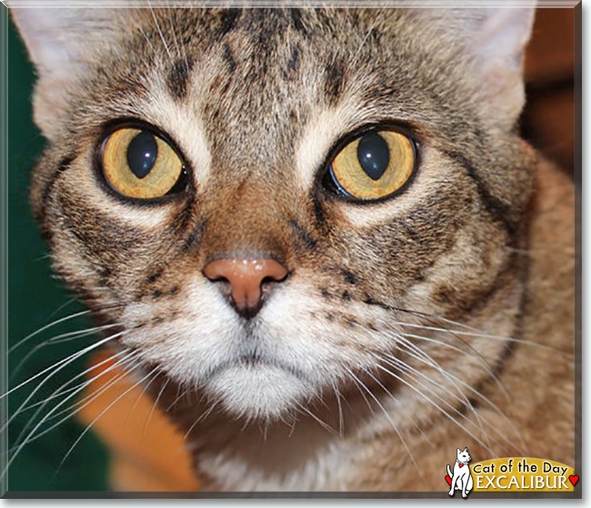 Excalibur the Shorthair mix, the Cat of the Day