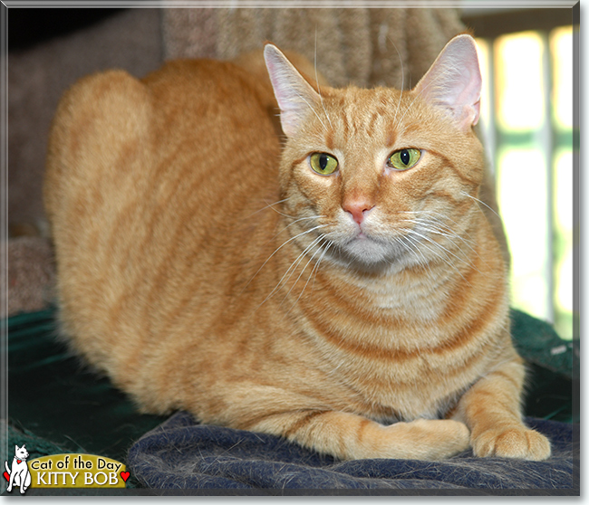 Kitty Bob the Orange Tabby, the Cat of the Day