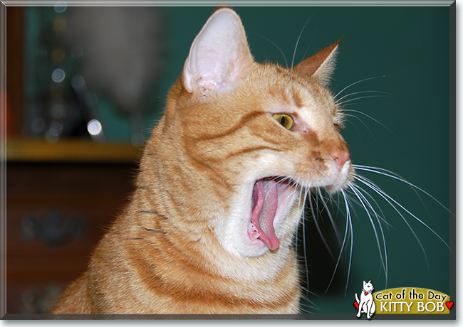 Kitty Bob the Orange Tabby, the Cat of the Day