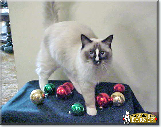 Barney the Ragdoll, the Cat of the Day