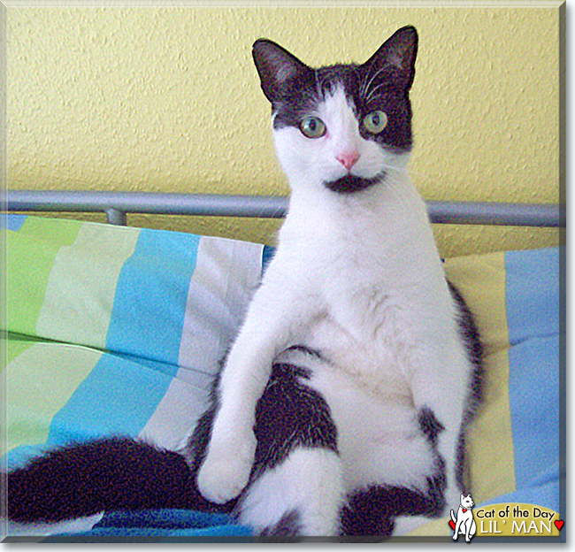 Lil' Man the Tuxedo Cat, the Cat of the Day