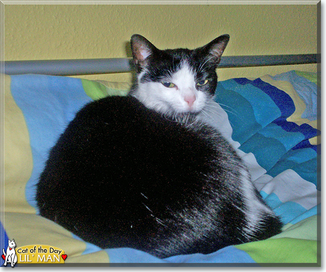 Lil' Man the Tuxedo Cat, the Cat of the Day