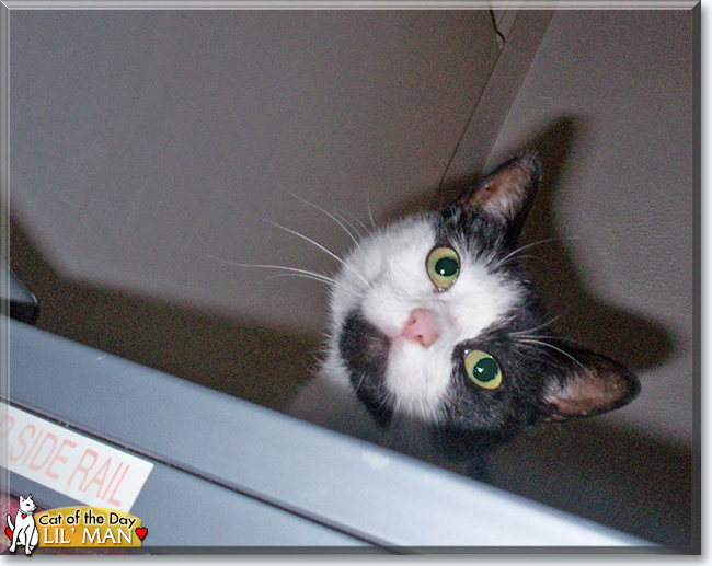 Lil' Man the Tuxedo Cat, the Cat of the Day