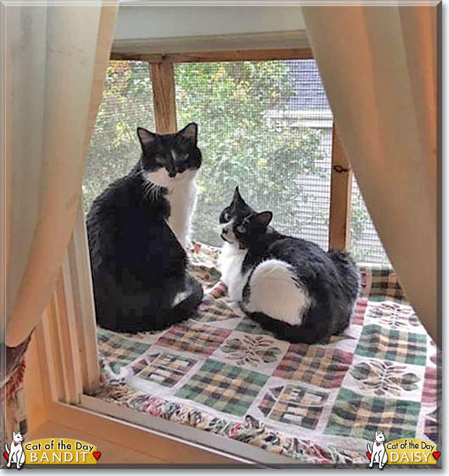 Bandit and Daisy the Tuxedo Shorthairs, the Cats of the Day