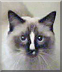 Barney the Ragdoll