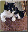 Bandit and Daisy the Tuxedo Shorthairs