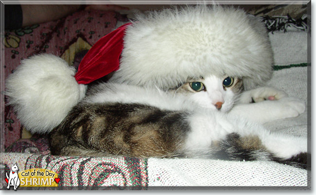 Shrimp the Tabby mix, the Cat of the Day