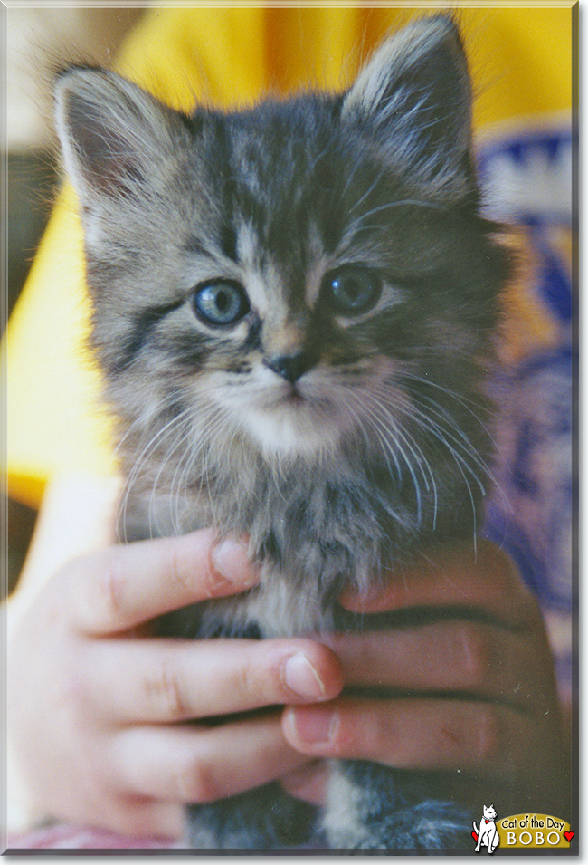 BoBo the Maine Coon Cat, the Cat of the Day