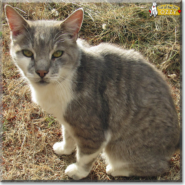 Ozzy the Domestic Shorthair, the Cat of the Day