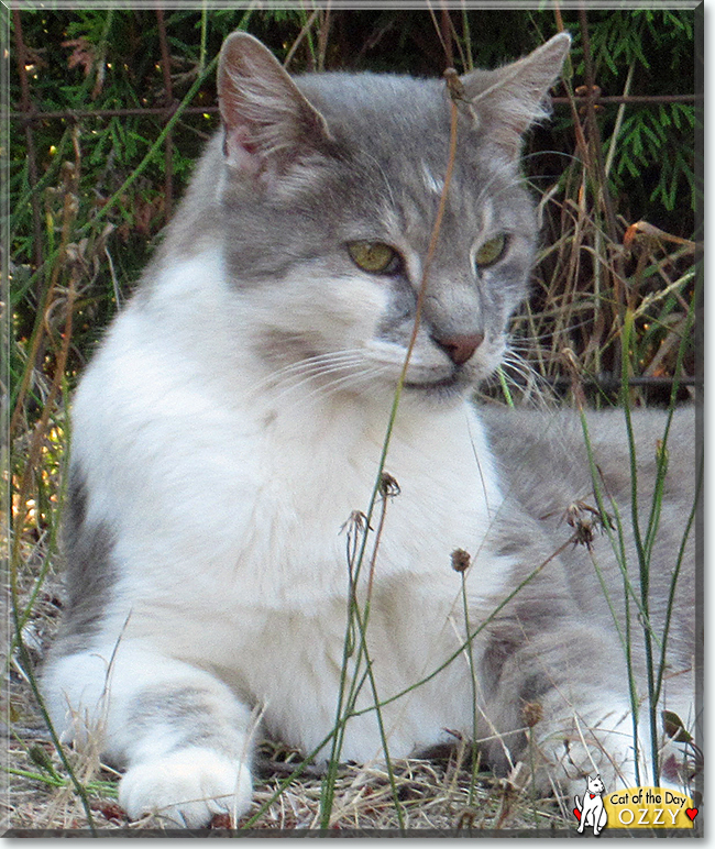 Ozzy the Domestic Shorthair, the Cat of the Day