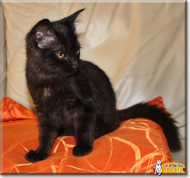 Lixu the Turkish Angora, the Cat of the Day