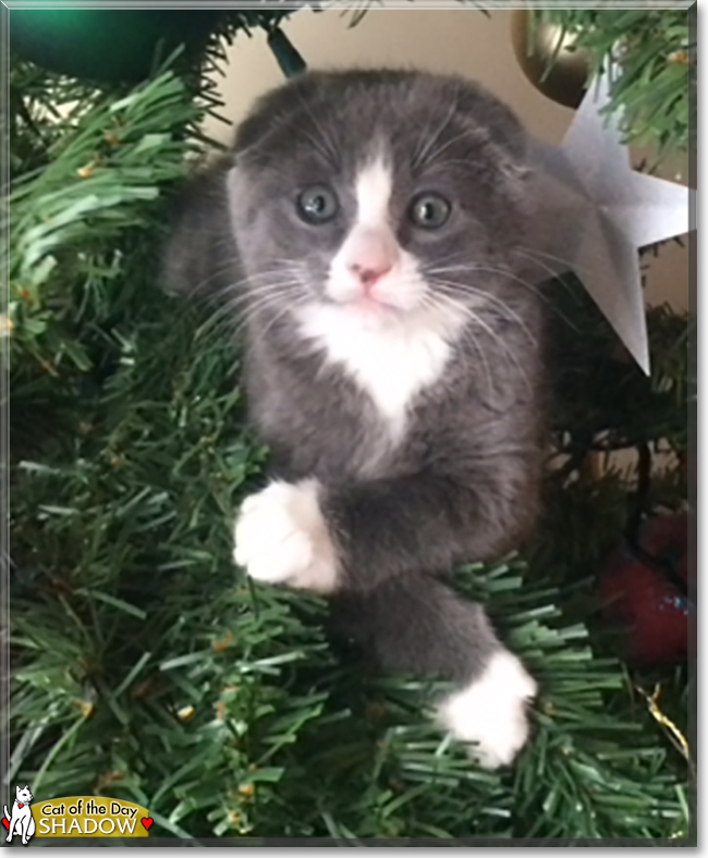 Shadow the Scottish Fold, the Cat of the Day