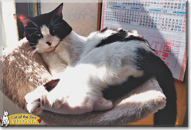 Vitória the European Shorthair, the Cat of the Day