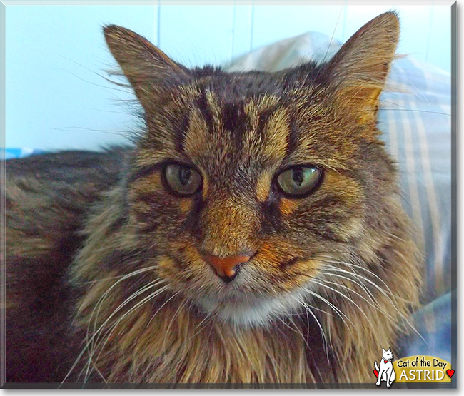 Astrid the Maine Coon mix, the Cat of the Day