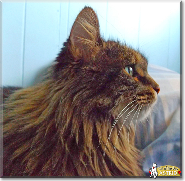 Astrid the Maine Coon mix, the Cat of the Day