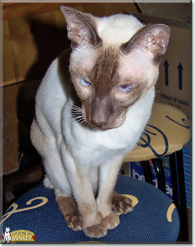 Minkey the Chocolate Point Siamese, the Cat of the Day