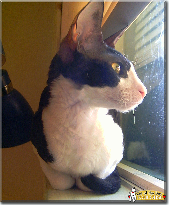 Toulouse the Cornish Rex, the Cat of the Day