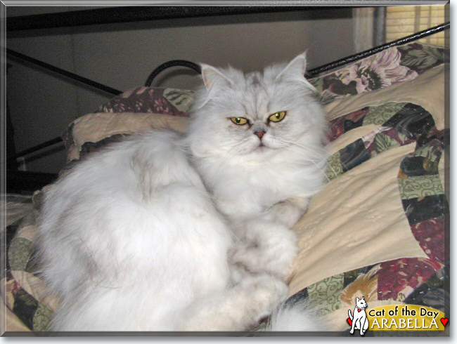 Arabella the Persian, the Cat of the Day