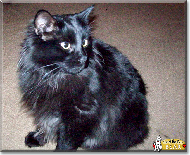 Bear the Domestic Longhair, the Cat of the Day