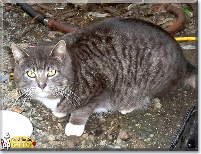 Otto the Grey Tabby, the Cat of the Day