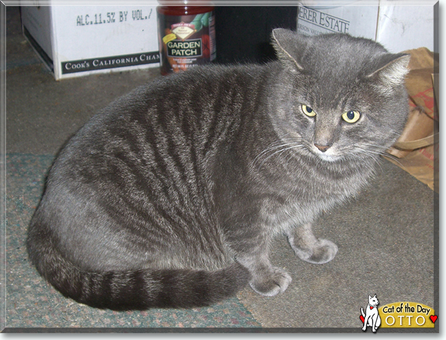 Otto the Grey Tabby, the Cat of the Day