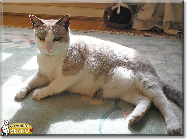 Beano the Siamese mix, the Cat of the Day