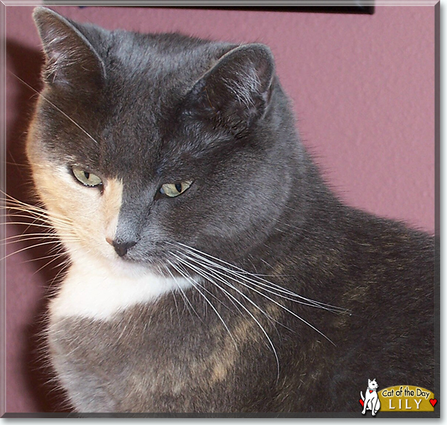 Lily the Tortoiseshell, Calico mix, the Cat of the Day