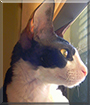 Toulouse the Cornish Rex