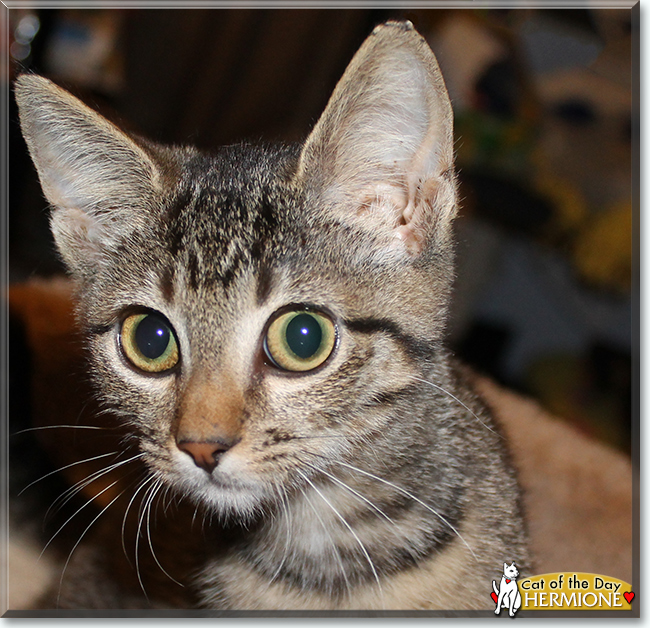 Hermione the Bengal, the Cat of the Day