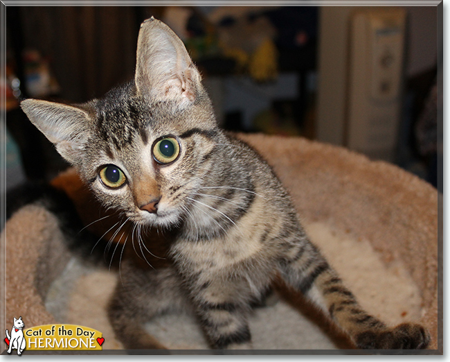 Hermione the Bengal, the Cat of the Day