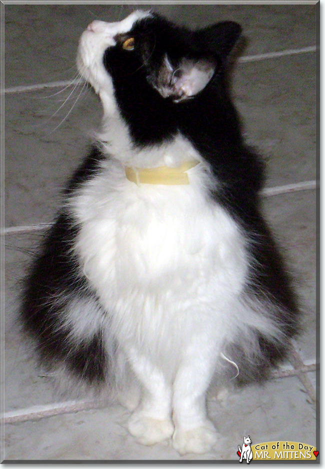 Mr. Mittens the Tuxedo Cat, the Cat of the Day