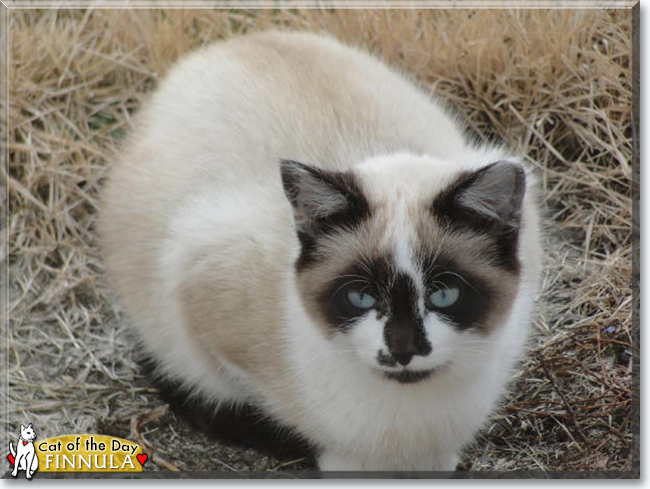 Finnula the Domestic Shorthair mix, the Cat of the Day