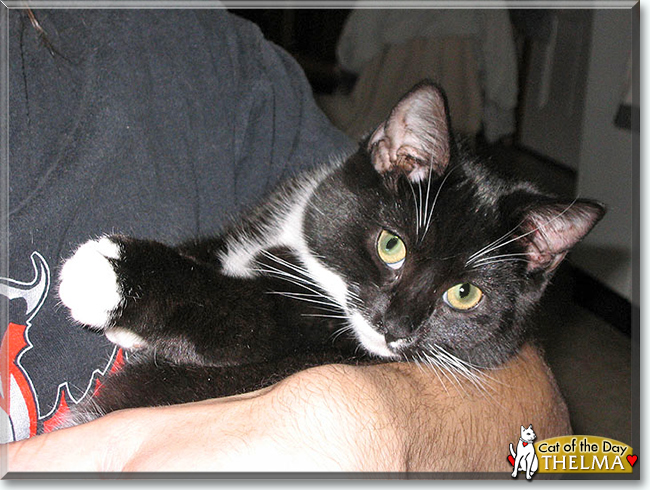 Thelma the Tuxedo Cat, the Cat of the Day