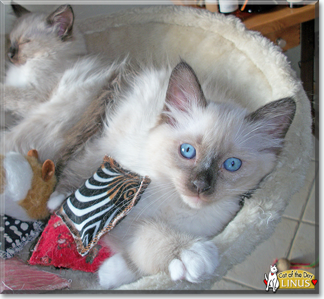 Linus the Siamese mix, the Cat of the Day