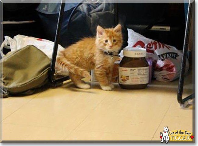 Tigger the Domestic Longhair, the Cat of the Day