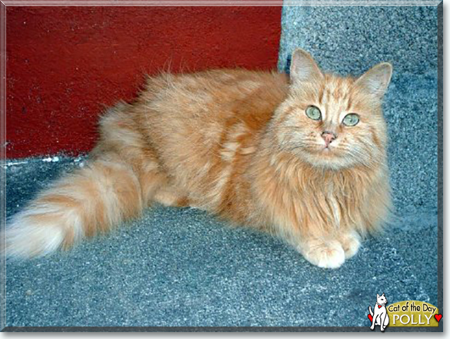 Polly the Long-haired Tabby, the Cat of the Day