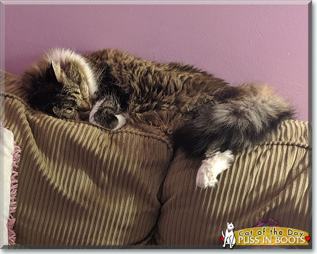 Puss in Boots the Maine Coon, the Cat of the Day