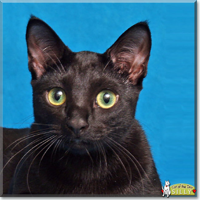 Silly the Russian Blue, the Cat of the Day