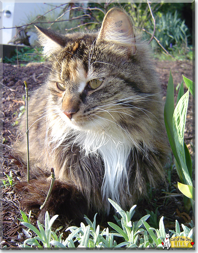 Lilly the Domestic Cat, the Cat of the Day