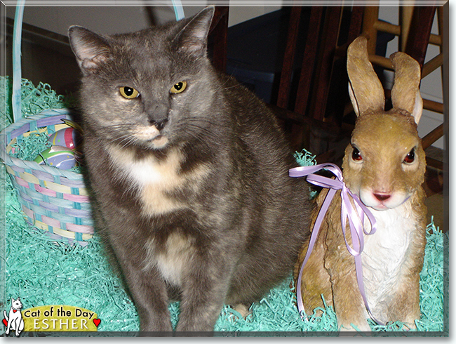 Esther the Tortoiseshell, the Cat of the Day