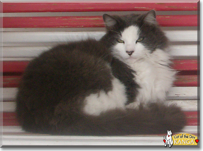 Kanga Weasel the Domestic Longhair, the Cat of the Day